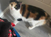Beautiful 2y old norwegian forest mix breed female cat