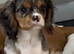 Merle cavalier King Charles spaniel