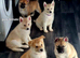 Husky Anita pups