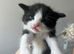5 Gorgeous Kittens~Ready to reserve