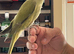 Indian Ringneck