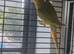 4 weeks-3 months old Baby ringneck (multiple colours)
