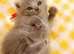Stunning pure British blue kitties