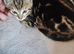 Pedigree Bengal kittens for sale