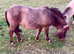 Registered yearling filly