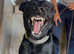 German shepherd X Dutch herder.  Stud