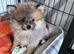 Female pomeranian