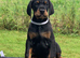 IKC Registered pups from Health Tested Parents