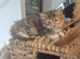 3/4 maine coon 1/4 siamese kittens