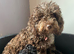 Cockapoo puppies