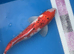 Koi carp 44cm sanke