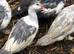 Muscovy