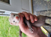 2 young male bonded micro ferrets to rehome