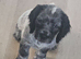Gorgeous working cocker spaniel puppies