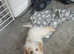 Cockapoo Puppy 6 month old