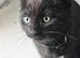 Gorgeous Black & Grey Boys Ready Now!