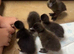 5 two week old ducklings for sale
