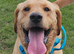 Golden lab retriever for stud