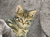 Beautiful kitten ready