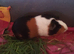 Baby girl guinea pigs.