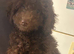 miniature poodle pups