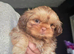 KC Imperial Shih Tzu Girl Puppy