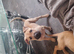LAST PUPPY LEFT...8 week old (bull herder boy)