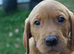 Labrador fox red