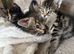 Kittens for sale