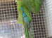Baby kakarikis x 3 looking for new homes
