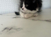 Bsh x ragdoll