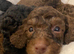 Beautiful litter of Toy poodle
