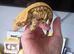 Female crested gecko and Full bioactive set up