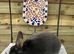 Rex rabbit mini