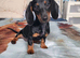 3mth old miniature dachshund