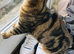 BENGAL CAT