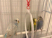 3 Budgies's for sale
