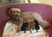 COCKAPOO PUPPIES Red & Black ready 15 August