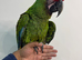 Hand reared silly tame millitary macaw