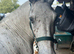 13.1hh spotted pony jumps and perfect lead rein