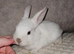 Beautiful baby lop bunnies