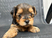 Yorkshir terrier pure Tea cup