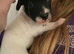 3 male Jack russell x pups