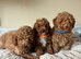 Cavachon x toy poodle puppies