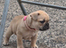 French bulldog puppies