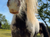 Rhubarb the gorgeous yearling