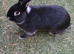 Male black rabbit