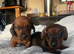 Beautiful Mini Dachshund Puppies