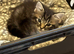 1 female 1 male half ragdoll kittens