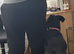 Cane corso x lab